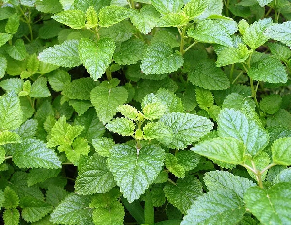 香水茶文化香精